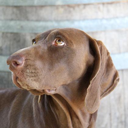 Cloe, bracco tedesco o Kurzhaar, di 5 anni scatenata, irruente, affettuosa, energica, intelligente ed inesauribile