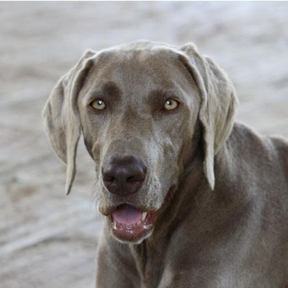 Mylow, bracco di Weimar o Weimaraner, di 2 anni affettuosa e giocosa, molto simbiotica con la famiglia