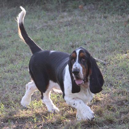Sissi, Basset Hound, di 1 anno la gioia fatta a cane, tutta naso è capace di trovarti una briciola di cibo ovunque. Razz
