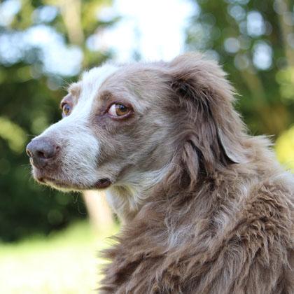 Tuia, meticcetta di 5 anni è il cane più buffo che ho incontrato, affettuosa e coccolona è un'attrice melodrammatica di