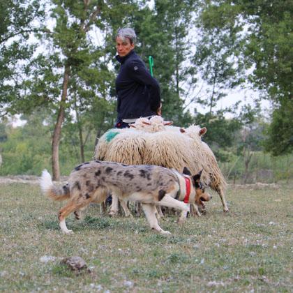 E' stata addestrata sia per l'agility sia per la conduzione del bestiame