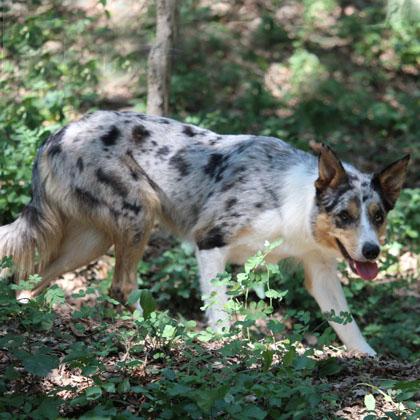 Scattante, veloce e versatile può stare sia con maschi che con femmine
