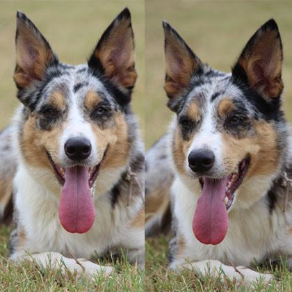 Maga Magò Sesso: femmina Età: 2 anni Razza: Border Collie smooth Altezza: 43 Peculiarità fisiche: ha un occhio marrone e