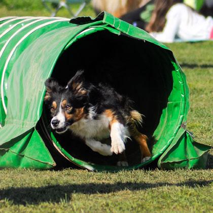 E' stata addestrata per l'agility, per la conduzione del bestiame e per l'obedience