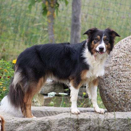 Scattante, veloce, versatile, estremamente docile, amante dei bambini può stare sia con maschi che con femmine