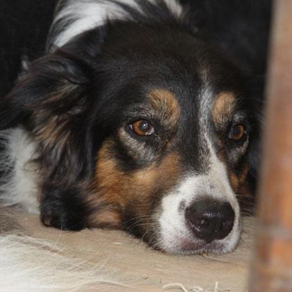 Magica Sesso: femmina Età: 4 anni Razza: Border Collie tricolore Altezza: 41 Peculiarità fisiche: ha una notevole espres