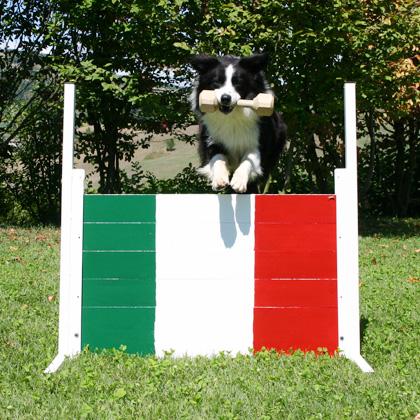 E' stato addestrato per l'agility, per l'esecuzione di tricks e per l'obedience