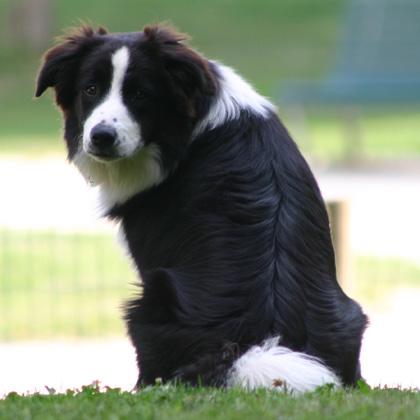Mac Rush Sesso: maschio Età: 11 anni Razza: Border Collie bianco e nero Altezza: 44 Peculiarità fisiche: ha una notevole