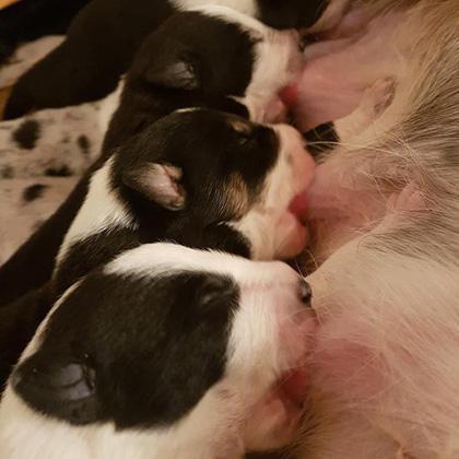 Cuccioli di Border Collie di nove giorni, sono i figli della mia Maga Magò