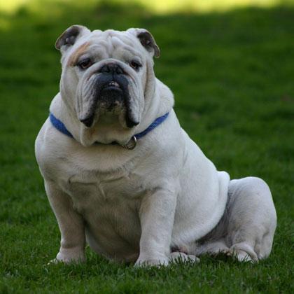 Obelix Bull Dog maschio di sette anni