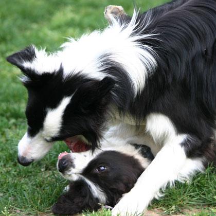 La lotta simulata è un gioco molto divertente per qualsiasi cane adulto o cucciolo