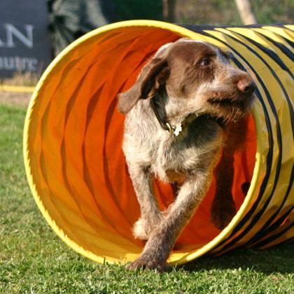 In generale il tubo rigido piace molto ai cani in quanto probabilmente evoca il ricordo atavico della tana