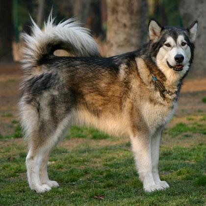 Misha Alaskan Malamute femmina di 3 anni