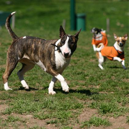 Gina Bull Terrier femmina di un anno e mezzo