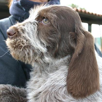 Spinone Italiano roano marrone di 60 giorni