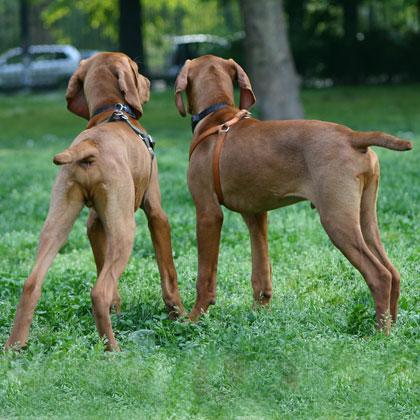Bracchi Ungheresi "Vizla" di 4 mesi