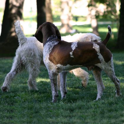 Gastone, lo spinone, descrivendo una traiettoria circolare va incontro ad un bracco italiano che rimane immobile. Entram