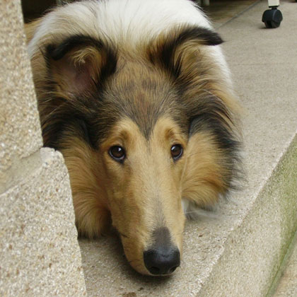Pastore Scozzese o Collie femmina di 3 anni