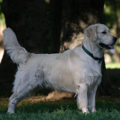 Romeo, Golden Retriever, maschio di 2 anni