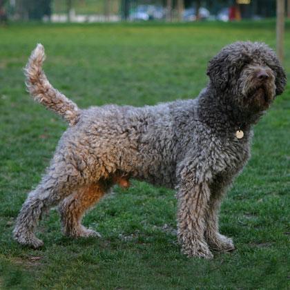 Gandalf, Lagotto Romagnolo, maschio di 3 anni