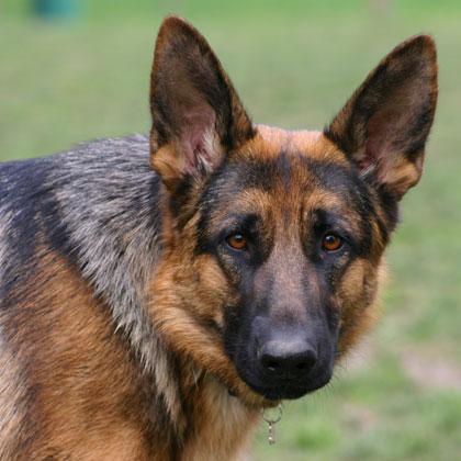 Betti, Pastore Tedesco, femmina di 10 mesi