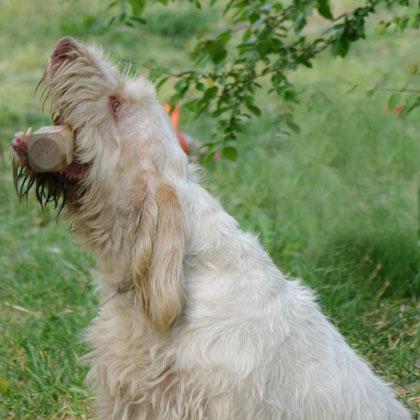 Gastone riporta il riportello in legno sedendosi frontale a me. In obbedienza se il cane mastica il riportello o lo lasc