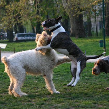 Gastone, spinone italiano, gioca con Gina, bull terrier alla lotta