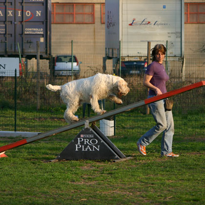 AGILITY DOG