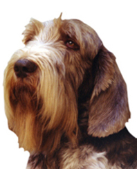 Oreste