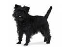 affenpinscher