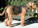 airedale terrier