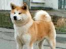 akita
