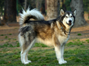 alaskan malamute