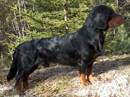 alpenlaendische dachsbracke