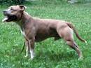american staffordshire terrier