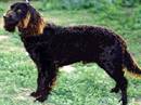 american water spaniel