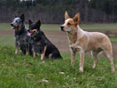australian cattle dog