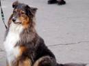 australian shepherd