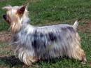 australian silky terrier