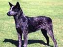 australian stumpy tail cattle dog
