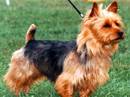 australian terrier