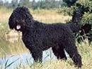 barbet