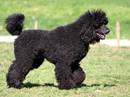 barbone di grande mole
