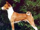 basenji