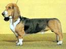 basset artesien normand