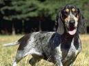 basset blue de gascogne