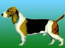 basset d’artois