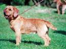 basset fauve de bretagne