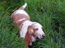 bassethound