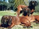 bayerischer gebirsschweisshund